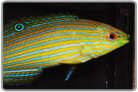 Melanurus Wrasse - Female